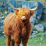 Isabelle Holt - @highland.cow10 - Instagram