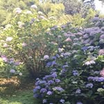 isabelle koenig - @isako3034 - Instagram