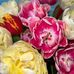 Isabelle Krause - Facebook