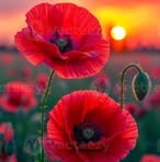 Isabelle Leger - Facebook