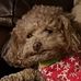 Isabella Meredith - Facebook