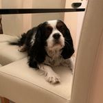 Isabelle Pollard - @isabellepollard2006 - Instagram