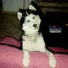 Isabelle Schuster477 - @isabelleschuster72 - TikTok