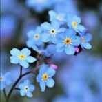 Isabella Singh - Facebook