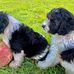 Isabella Smart - Facebook