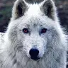 Isabelle Snow - @user21431507638241 - TikTok