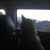 isabellesteele0 - @isabellesteele0 - TikTok