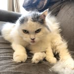 Isabelle Stringer - @rbf_kittykitty - Instagram