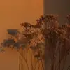 isabelle.stringer.backup - @isabelle.stringer.backup - TikTok