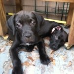 @isabelle_sullivan_pups - Instagram