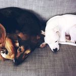 Isabelle & Tyson: People Dogs - @izzyandtuss - Instagram
