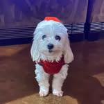 Isabellevance - @izzy_to_da_belle - Instagram