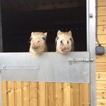 Isabelle ward - @myhorsesadventurs - Instagram