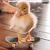 isabelleward._. - @isabelleward11 - TikTok