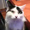 isabelle_wilhelm_ - @isabelle_wilhelm_ - TikTok