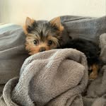 Bella ❤️🐾 - @isabelle_york_magnifica - Instagram