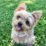 Isabelle Rousalini - @isabelle_yorkie - Instagram