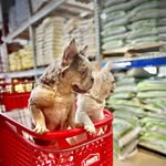 Isaiah Atkinson - @foreignfrenchiekennel - Instagram