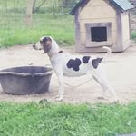 Isaiah Atkinson - @mossrockhoundsmen - Instagram