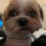Isaiah Burger Ordonez 🐶 - @cuteisaiah5 - Instagram