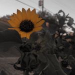 Isaiah Cates - @pic.turethismoment - Instagram