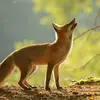isaiahcerda71 - @isaiahcerda71 - TikTok