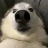 Isaiah Gregory - @noahgregory49 - TikTok