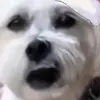 Isaiah_DT_Tori - @isaiah_holley_ - TikTok