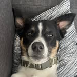 Isaiah Irwin Abrams - @isaiah_holy_dog - Instagram