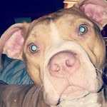 isaiah lovell - @lovell.isaiah - Instagram