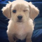 Isaiah Mcclain - @isaiahmcclain5 - Instagram