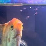 Isaiah Powell - @aquatic_creationz - Instagram