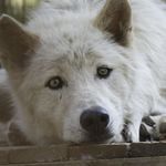 Isaiah Saavedra - @isaiah.saavedra.102 - Instagram