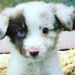 isaiah strong - @cocerstory21 - Instagram