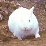 Isaiah Walsh - @huntedwabbit - Instagram