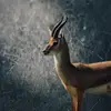 Isaiah Weaver - @flyoeubuq - TikTok