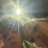 Isaiah - @isaiahwolf96 - TikTok