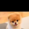 Isaias Guzman - @isaias.guzman36 - TikTok
