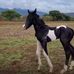 Isaias Miranda - Facebook