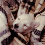 isaias serrano - @snowball_the_white_poodle - Instagram