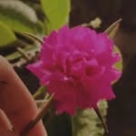 Isha Ansari - @akikul_bhai_007 - Instagram