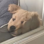 @ishabaileywongopoop - Instagram