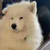 Ayeisha Grant - @ayeisha.grant - TikTok