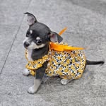 Aisha Maple “Isha” de Guzman - @aishathechihuahua - Instagram