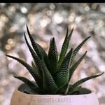 isha - @ishak.halid - Instagram