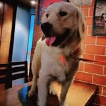 Phoebe Isha Pinto ♥️🐾🐕🐾♥️ - @phoebe_isha_tales - Instagram