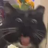 reidisha - @reidisha - TikTok