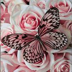 Isha Wilson - Facebook