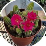 Linda Isham Williams - @linda_isham_williams - Instagram