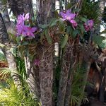 Isidro Baez - @isidro.baez.56829 - Instagram